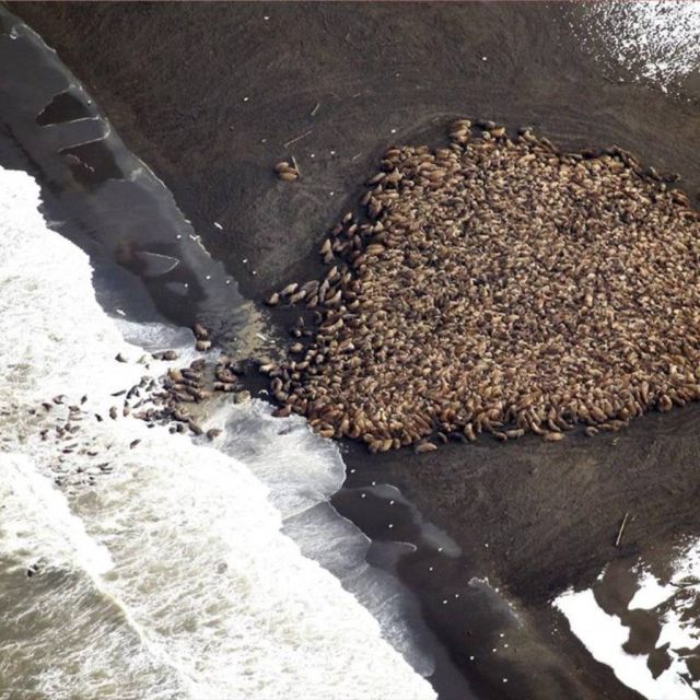 Οι δορυφόροι στη μάχη της διάσωσης των θαλάσσιων ίππων