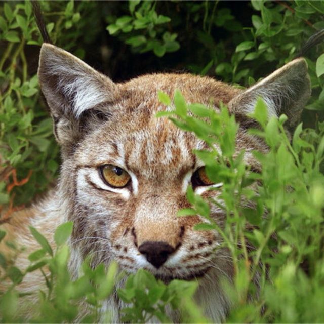 Ένα κινηματογραφικό σαφάρι που κόβει την ανάσα στην Άγρια φύση της Ευρώπης στο Viasat Nature