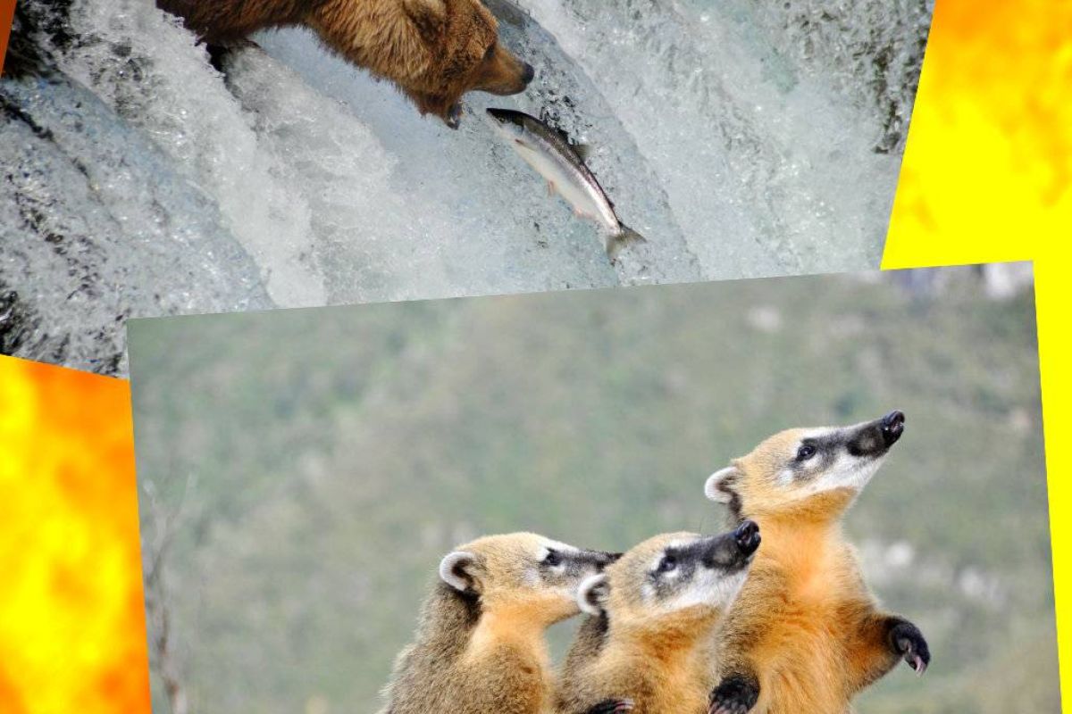 a49a3ff0698d54adf6ff6e7a3c2e0cbc XL 041b6536