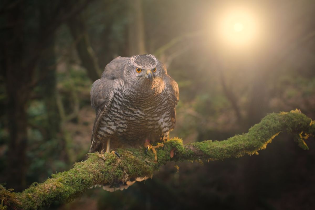 Viasat Nature AIRBORNE 06059be1