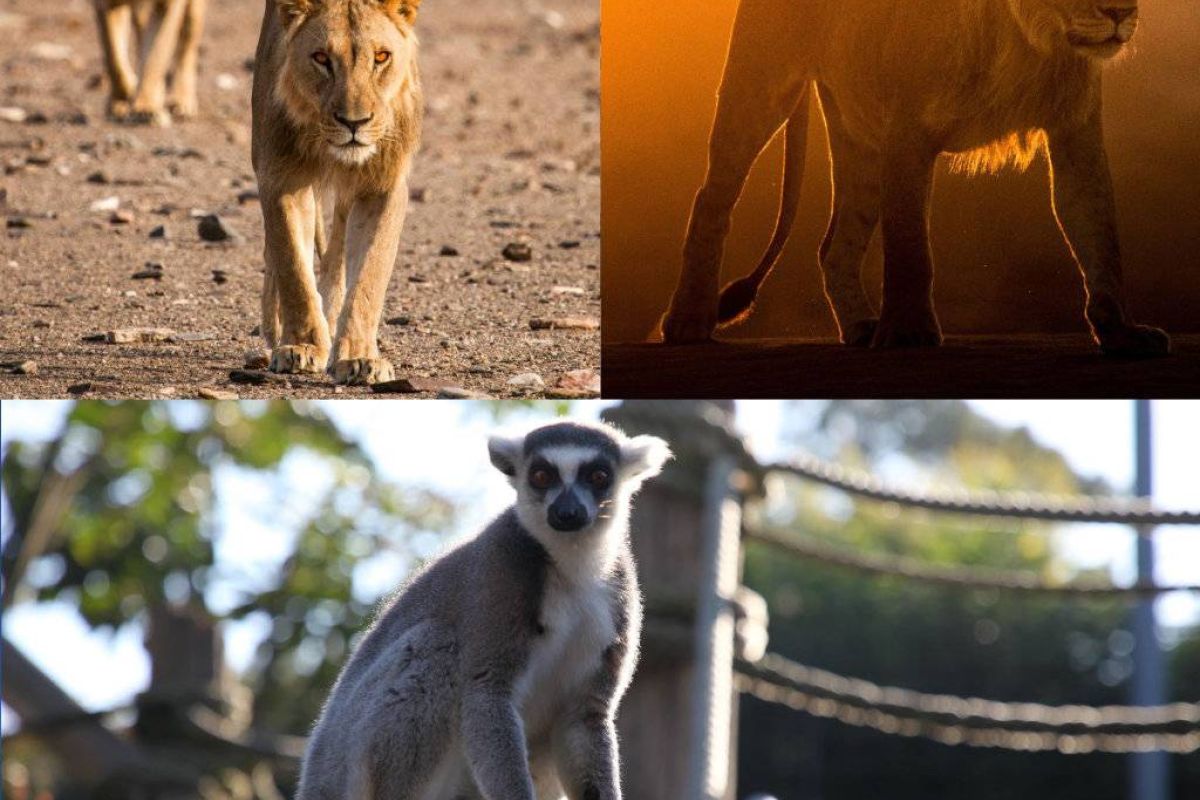 c33f9bfcf2fae9ea86f6f20116593ca4 XL 08f779fe