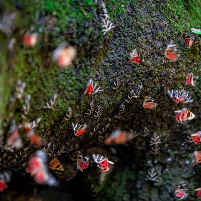 H Νοva αναπτύσσει τo έργο «Έξυπνο Δάσος Ρόδος», στο πλαίσιο του προγράμματος εταιρικής υπευθυνότητας ύψους 1 εκατομμυρίου ευρώ