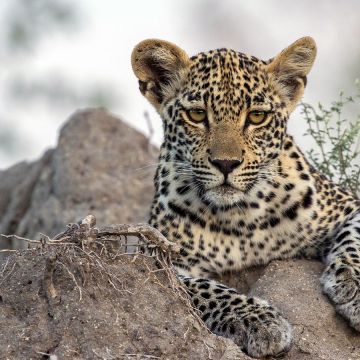 VIASAT NATURE: Παιχνίδι διαδοχής, Αρπακτικά πτηνά, αφιέρωμα στην Αφρική και άλλα