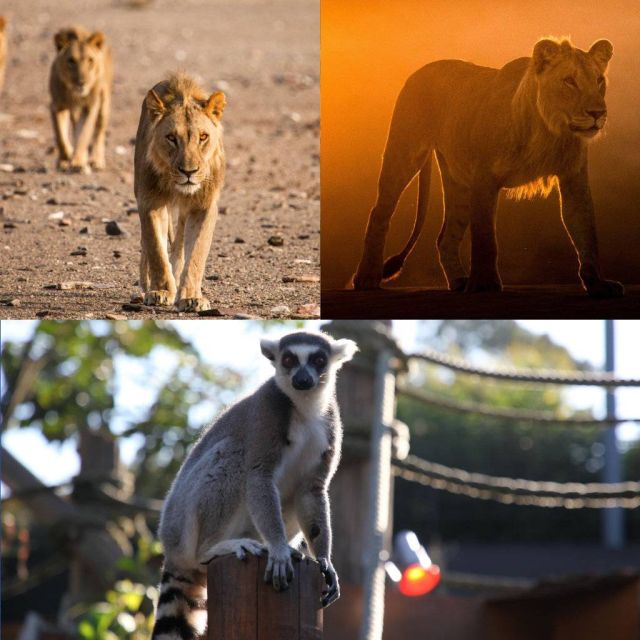 Απρίλιος στο Viasat Nature: Ο δεύτερος κύκλος «Στα ενδότερα του ζωολογικού κήπου Ταρόνγκα» και τα Λιοντάρια της ερήμου Ναμίμπ