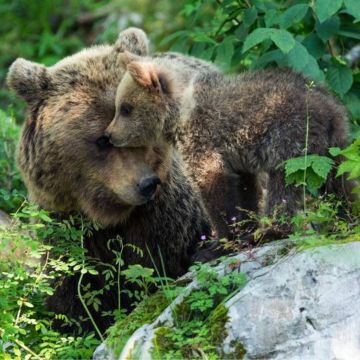 Το Viasat Nature τίμησε την Παγκόσμια Ημέρα Ζώων με το διήμερο αφιέρωμα «Άγριες καρδιές»