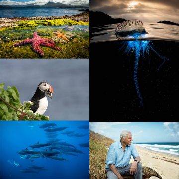 Blue Planet II: το πολυαναμενόμενο ντοκιμαντέρ του BBC Earth κάνει πρεμιέρα αποκλειστικά στην COSMOTE TV