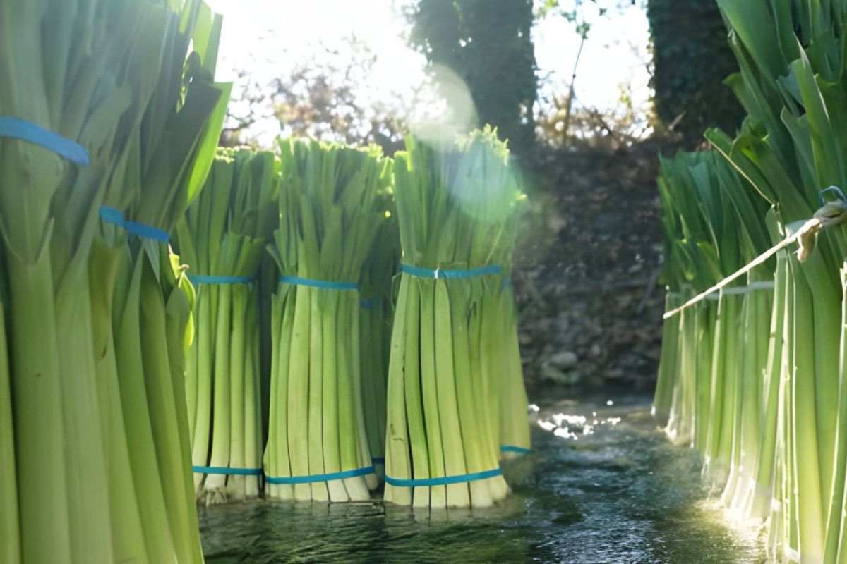 1024X1024 108 0d961498