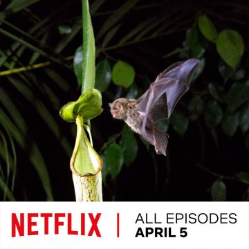 Το Netflix αποκαλύπτει το πρώτο υλικό από τη νέα φιλόδοξη σειρά Φυσικής Ιστορίας "Ο Πλανήτης μας"