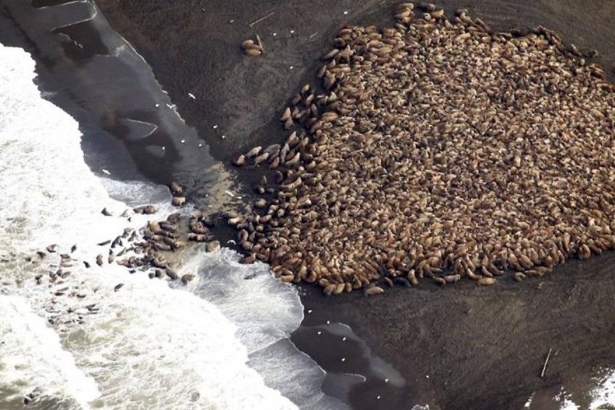 af5e9e42915ae68fb7fa9fa10bb10d69 XL 105bebb7