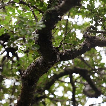 «Από το Χωράφι στο Ράφι»: Μαστίχα Χίου