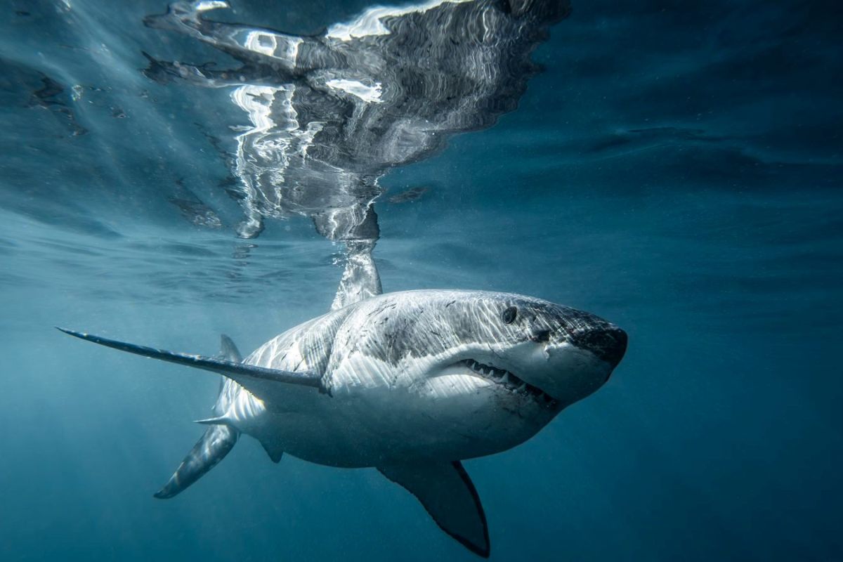 Viasat Nature BossShark 12e1e241