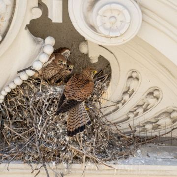 Αφιέρωμα στην Άγρια Ευρώπη στο VIASAT NATURE