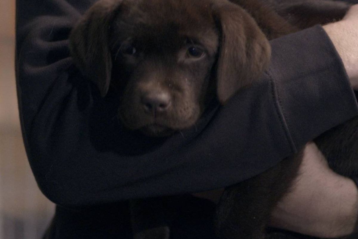 e02a5de48a63bc8726b586c89c168e98 XL 17a1d735