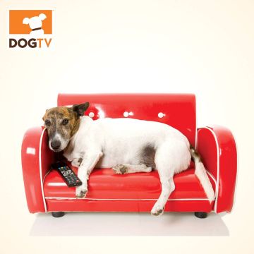 DogTV, ένα κανάλι για… σκύλους στο Discovery