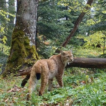 «Η Ευρωπαϊκή Πράσινη Ζώνη» – Νέα εκπληκτική σειρά ντοκιμαντέρ σε πρώτη τηλεοπτική μετάδοση στην ΕΡΤ2