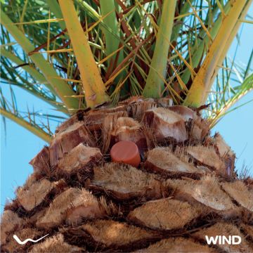 Η WIND εφαρμόζει για πρώτη φορά έξυπνη λειτουργία ΙΟΤ για την προστασία των φοινίκων στο Ρέθυμνο