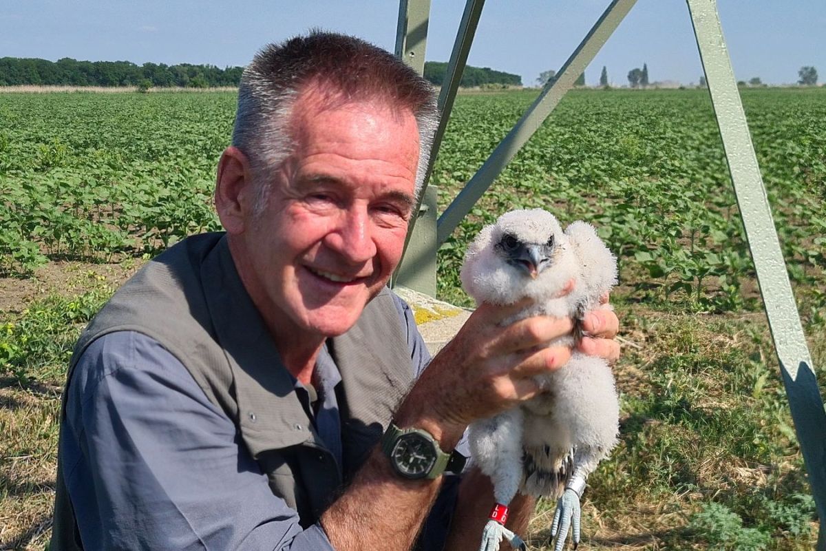 Viasat Nature Wild Slovakia with Nigel Marven with Saker chick 1f3c825b