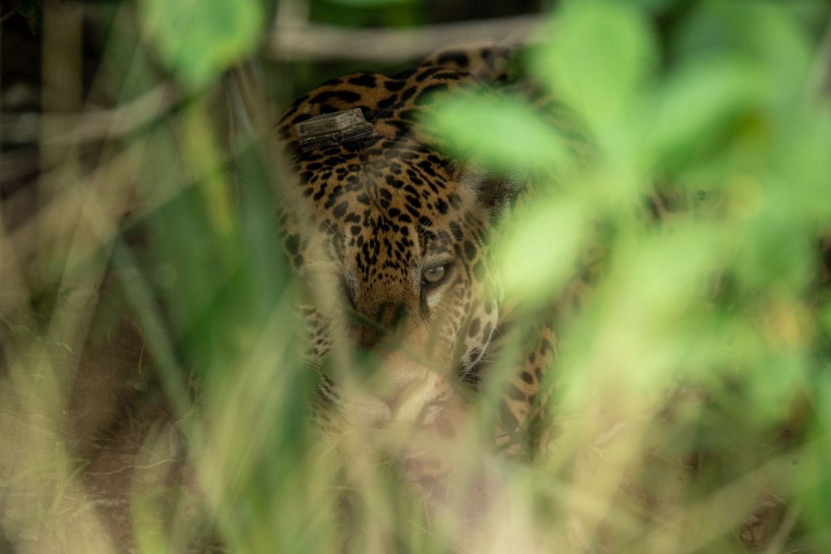 Viasat Nature JAGUAR JOURNALS BRAZIL STILLS 25 21112b72