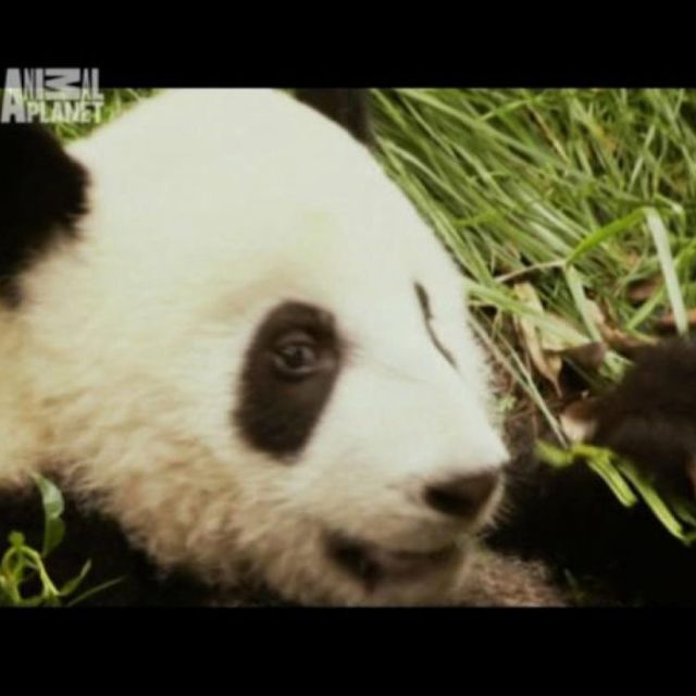 Animal Planet Eutelsat Sesat – 15.8 East