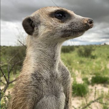 Viasat Nature: «Η επικράτεια της σουρικάτας: η εξέλιξη της δυναστείας»