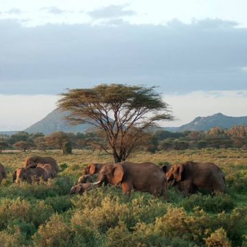 «Μεγάλες μεταναστεύσεις» – Νέα εκπληκτική σειρά ντοκιμαντέρ στην ΕΡΤ2