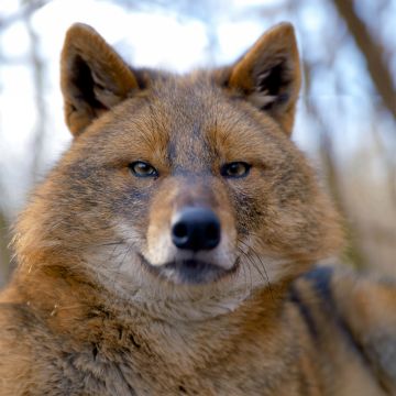 ΤΟ VIASAT NATURE ΣΕ ΤΑΞΙΔΕΥΕΙ ΣΕ ΜΙΑ ΑΓΡΙΑ ΚΑΙ ΥΠΕΡΟΧΗ ΠΕΡΙΠΕΤΕΙΑ ΑΥΤΟΝ ΤΟΝ ΟΚΤΩΒΡΙΟ ΜΕ ΤΟ ΑΦΙΕΡΩΜΑ «Η άγρια φύση της Ευρώπης»…
