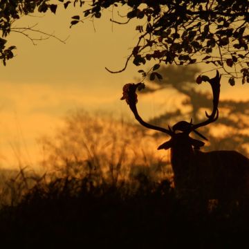 Ένας χρόνος στην άγρια Ιρλανδία και Θαύματα της άγριας φύσης στη Νέα Αγγλία στο VIASAT NATURE