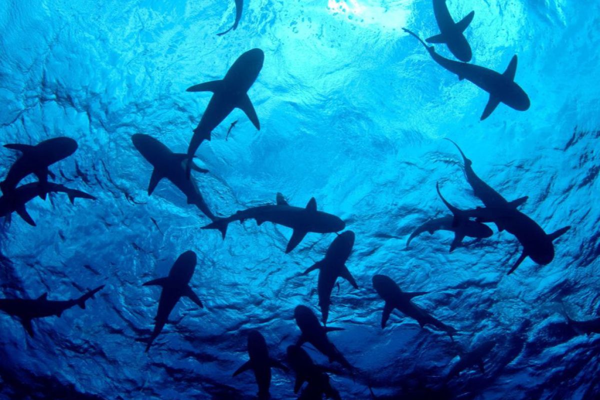 1024X1024 89 2cfd6b20