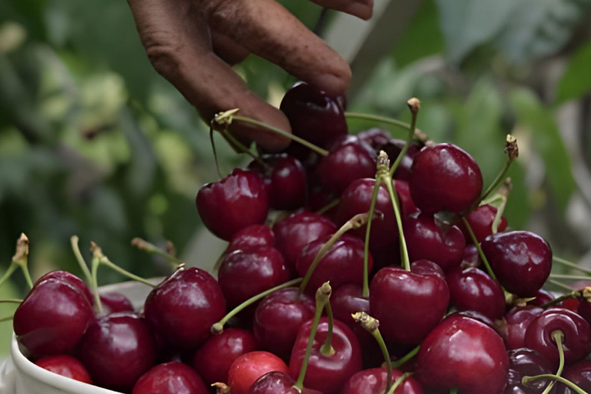 «Από το Χωράφι στο Ράφι»: Κεράσι