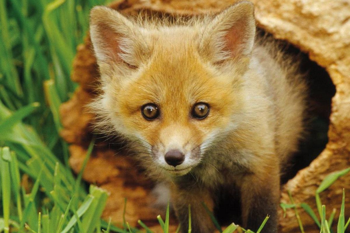 750d1edb81e3b6125efa2cf8d690732e XL 2f347a64