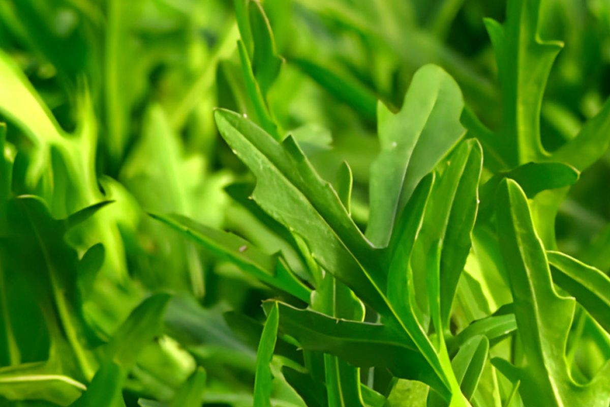 1024X1024 86 320e7dcb