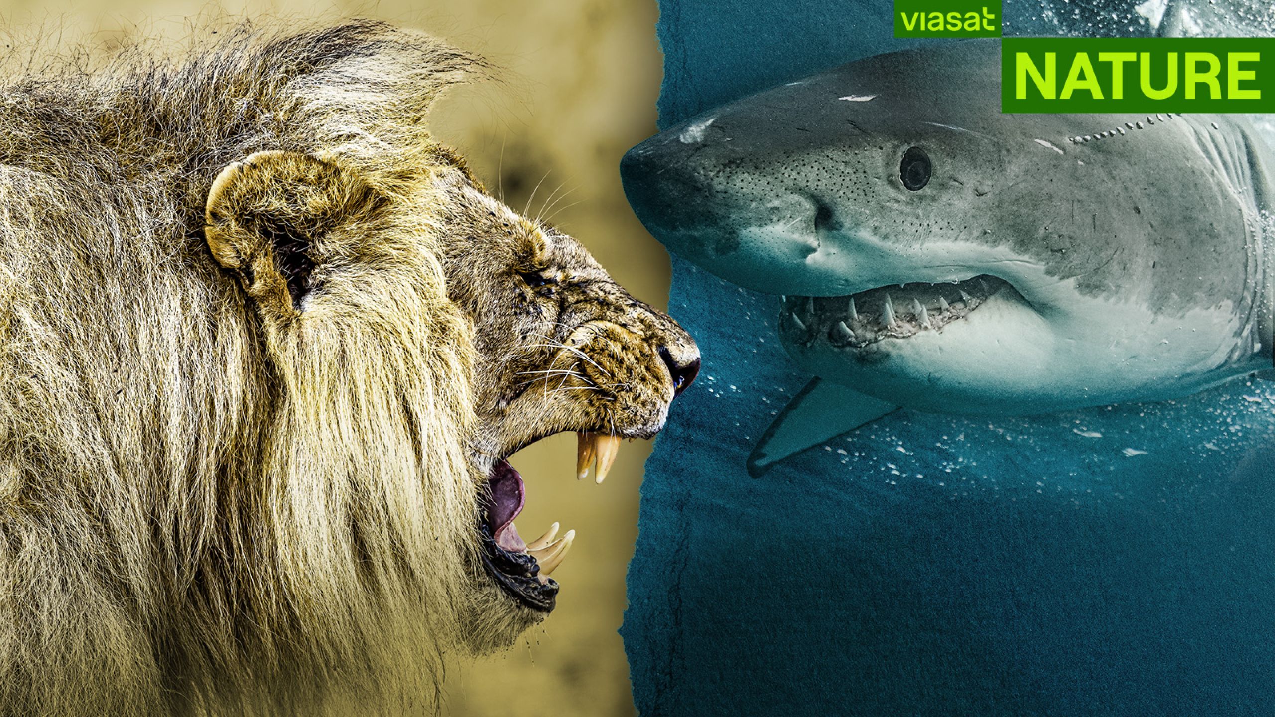 Viasat Nature Big Cats VS Sharks 1600x900 Logo 1 326271e8