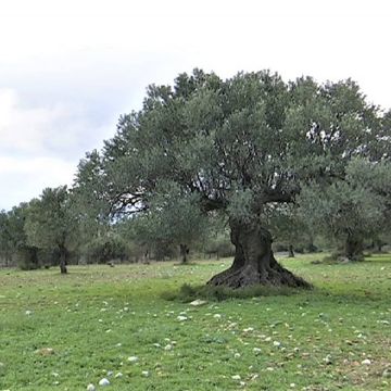 Δημοσιογραφική έρευνα του www.ert.gr για το ελαιόλαδο