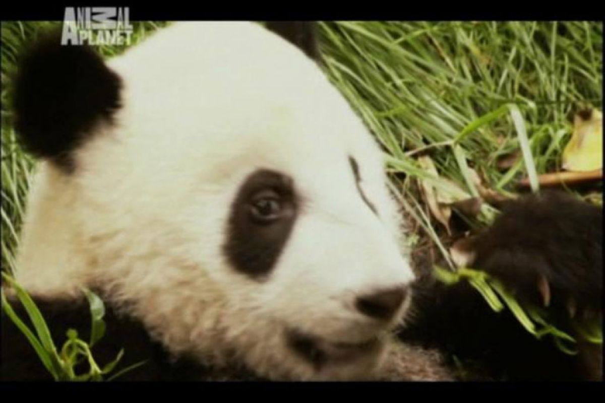 9602b4c4ff2cc7611ca32756dd55bedf XL 3568f386