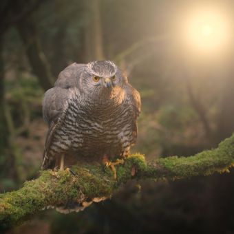 Viasat Nature AIRBORNE 380f7e77