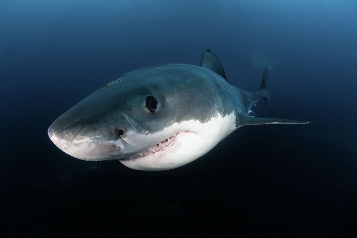 Viasat Nature MEGASHARKS White Shark 39141c5b