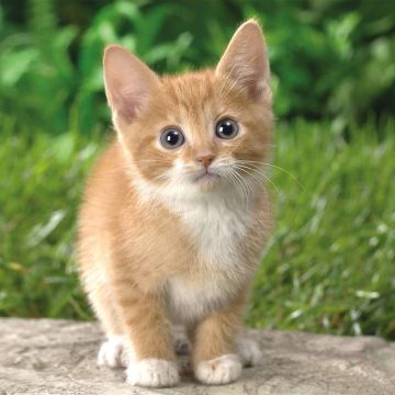 Νέο κανάλι για ζωόφιλους στην Τσεχία