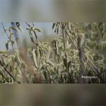 «Βότανα Καρποί της Γης» – «Η συνταγή της γιαγιάς στο σύγχρονο εργαστήριο»