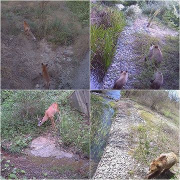 COSMOTE: πρωτοποριακή τεχνολογική λύση για την προστασία της άγριας πανίδας στην Ελλάδα