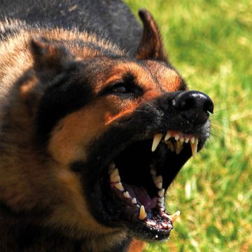 Κομοτηνή: Πήγε να φτιάξει την κεραία της TV και τον κατασπάραξαν τα σκυλιά