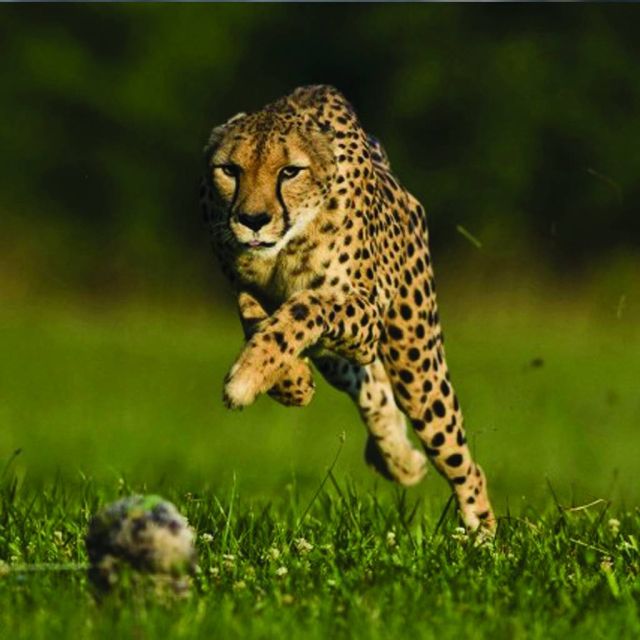 "Η ταχύτητα που σκοτώνει", απόψε στο Nat Geo Wild