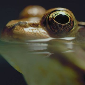 Απρίλιος στο Viasat Nature: Το πρώτο ντοκιμαντέρ με μηδενικό αποτύπωμα άνθρακα μάς μαθαίνει τη δύναμη της εξέλιξης