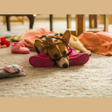 «Ζώα και συναισθήματα»: Το νέο αφιέρωμα του ERTFLIX