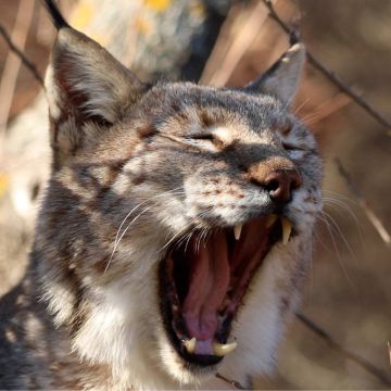 «Άγρια Ελλάδα: Φλώρινα – Πρέσπες – Βαρνούντας» στην ΕΡΤ3