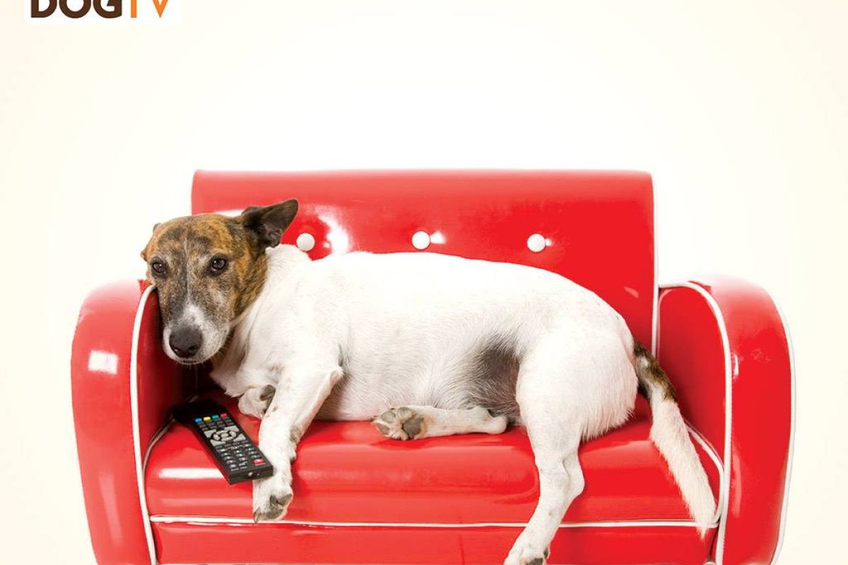 d5843e12f37d63cacc2d4644ebb2f97c XL 4af32957