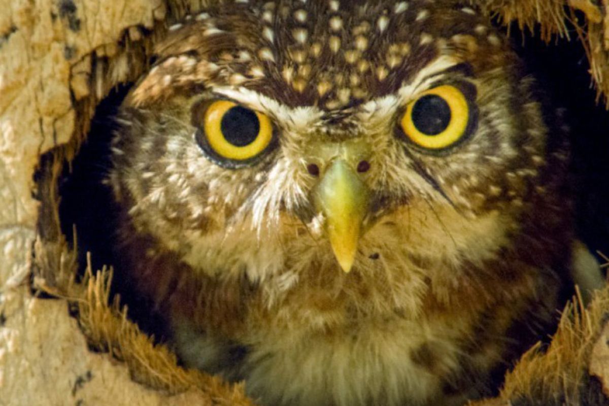 1024X1024 101 4c70e2e9