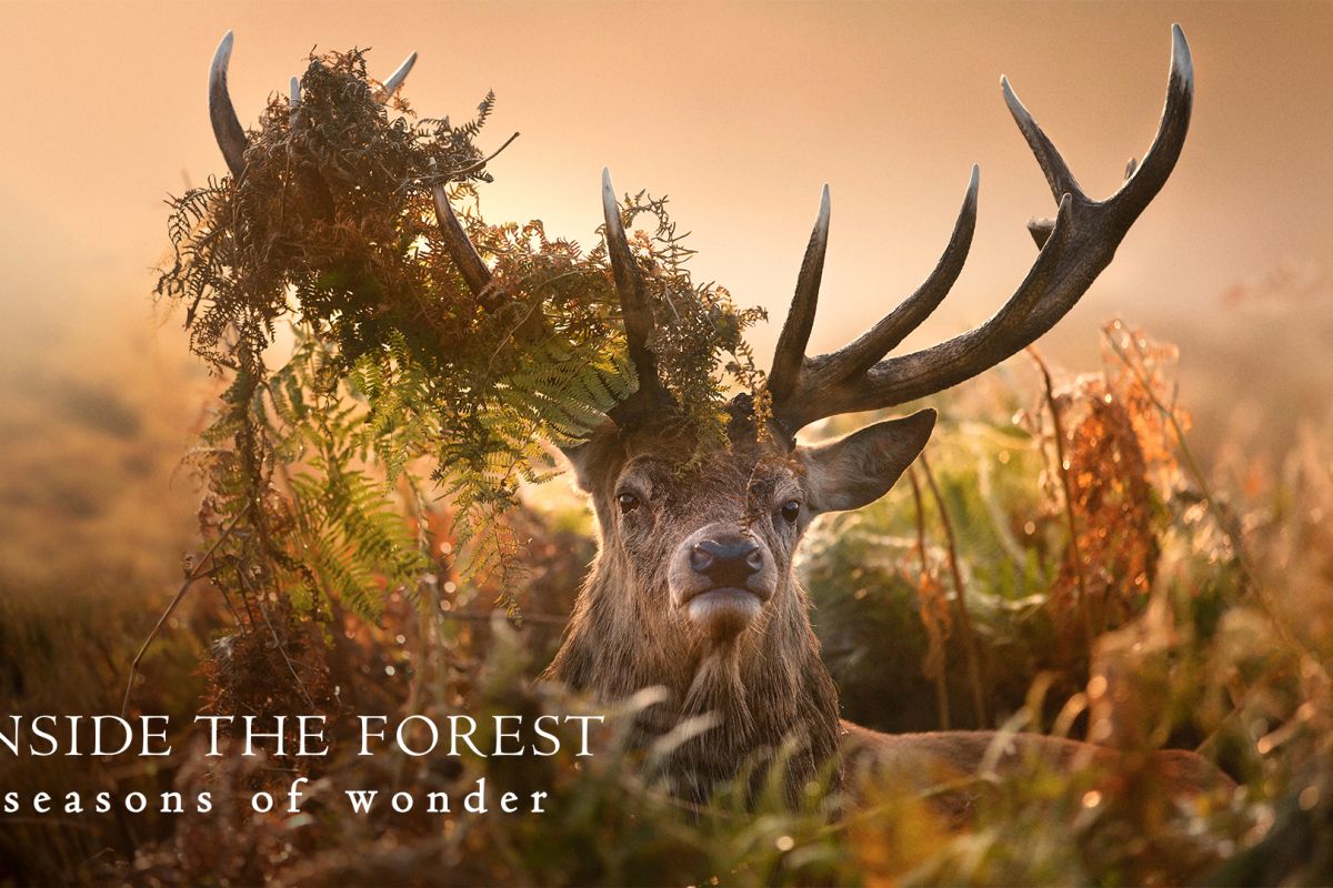 Viasat Nature Inside the Forest HorizontalPoster 1920x1080px 4c161aa0