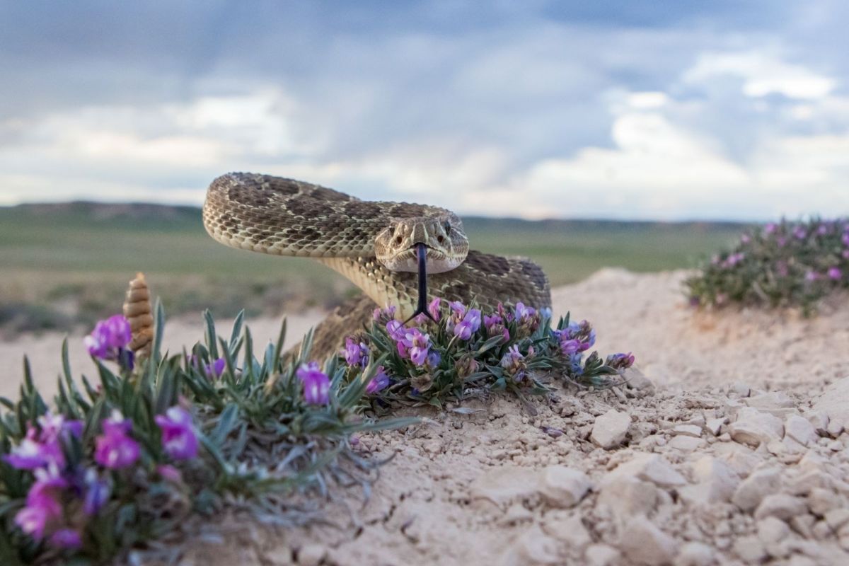Viasat Nature_Wild Battlegrounds_Snake
