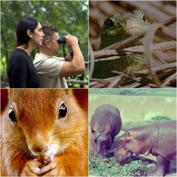 Μάρτιος στο Viasat Nature: Αναζητούμε τους ιπποπόταμους του Εσκομπάρ και γνωρίζουμε την άγρια φύση της Ουαλίας
