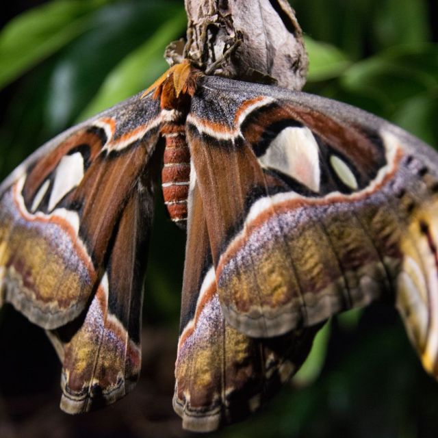 Τι θα σας εκπλήξει στην Άγρια Ιαπωνία στο Viasat Nature